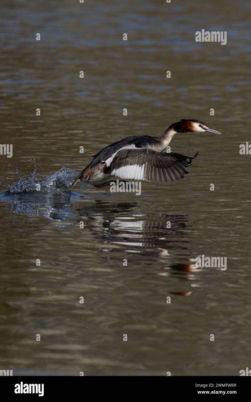Great Crested Grebe (Podiceps Cristatus) volando e pagaiando lungo l'acqua per allontanarsi da un maschio del territorio Norfolk, febbraio 2024 Foto Stock