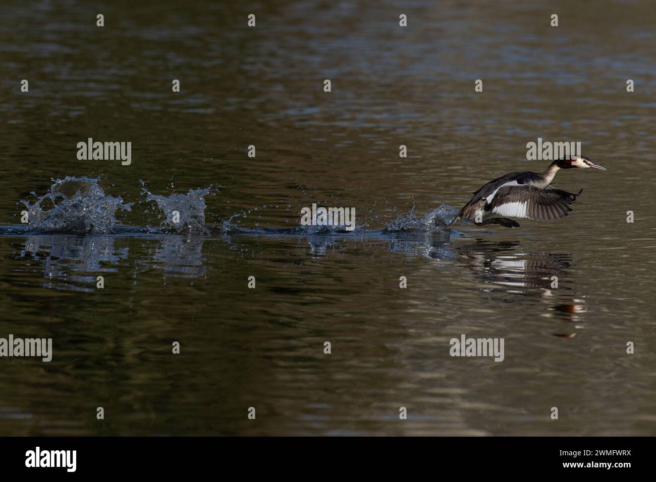 Great Crested Grebe (Podiceps Cristatus) volando e pagaiando lungo l'acqua per allontanarsi da un maschio del territorio Norfolk, febbraio 2024 Foto Stock