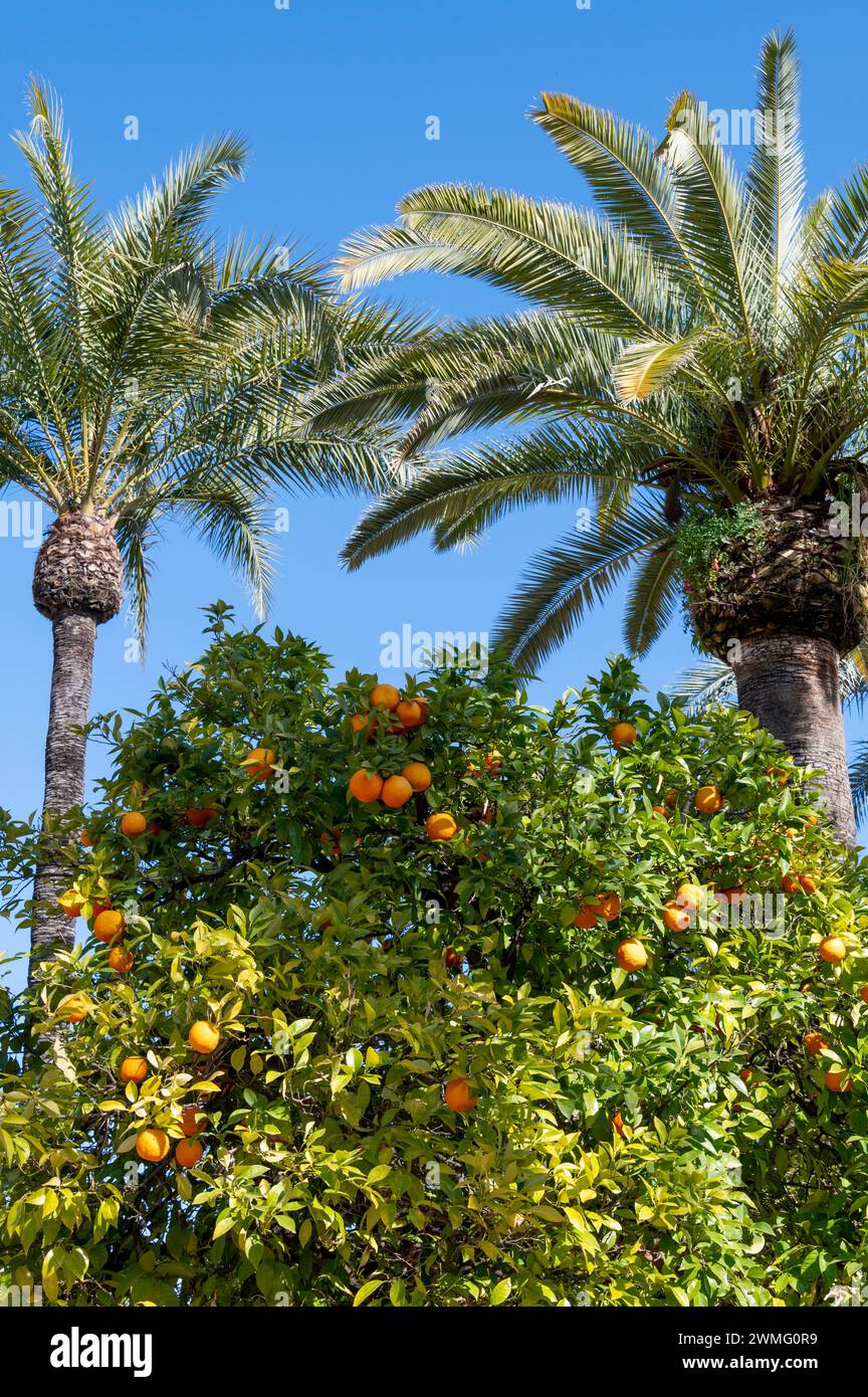 Piccole arance amaro o arance sivigliane con pelli snocciolate, vengono coltivate nelle strade intorno a Cordova creando così una piacevole aria di aroma arancio ad Anda Foto Stock