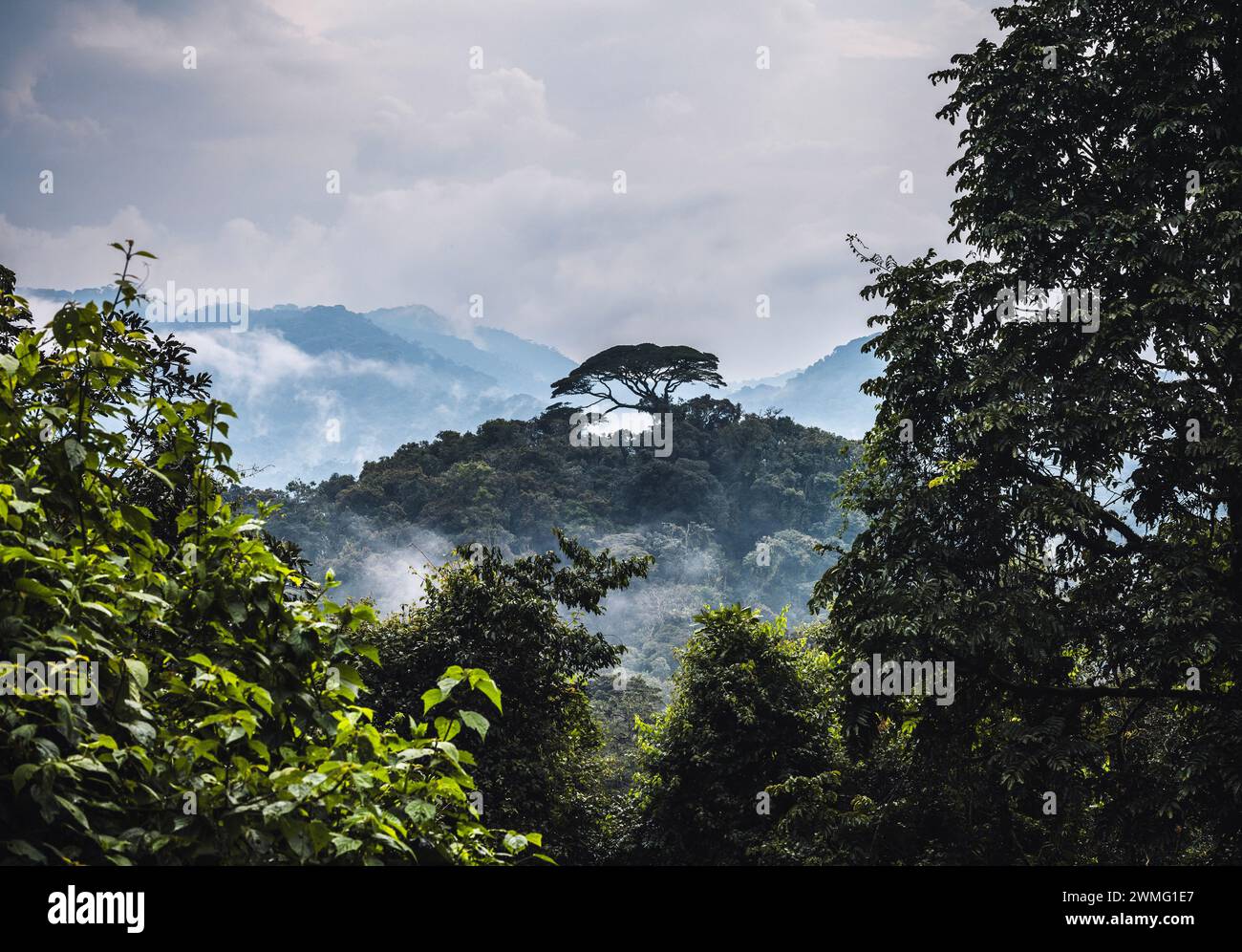 Vista della fitta giungla, del Parco Nazionale di Nyungwe, del Ruanda e dell'Africa Foto Stock