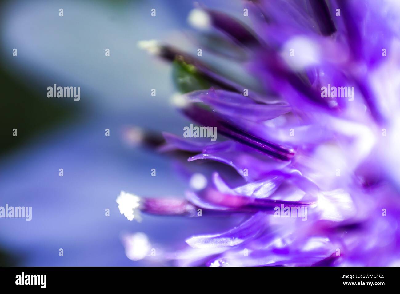 Primo piano estremo dei fiori di un fiordaliso blu violviolaceo, Centaurea Cyanus, Foto Stock