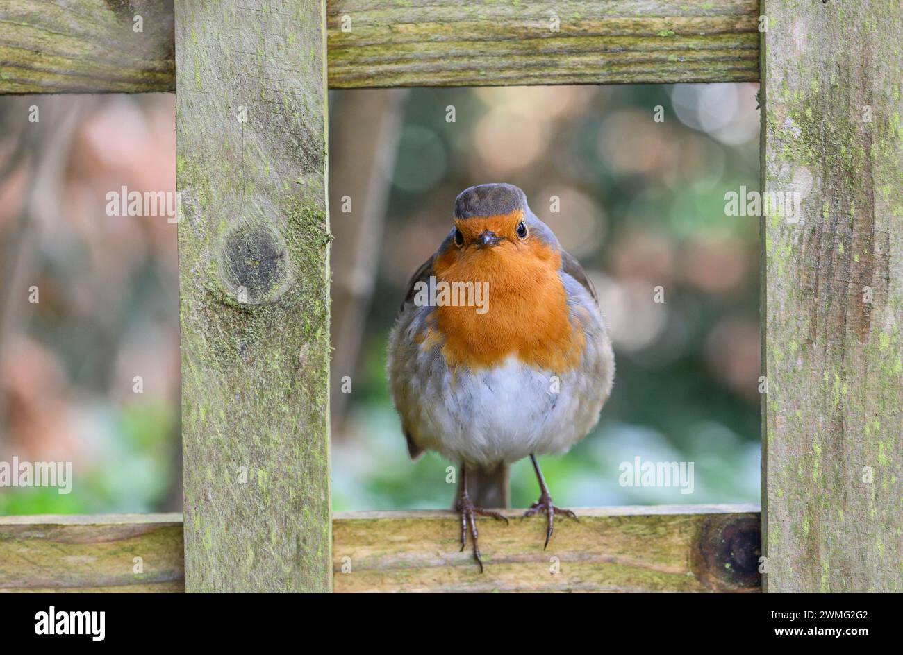 Robin europeo (erithacus rubecula) seduto nello spazio di una recinzione a traliccio da giardino Foto Stock