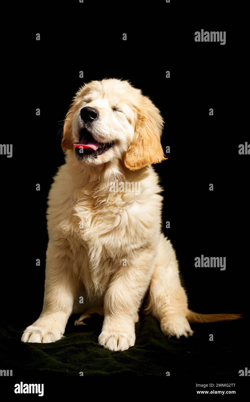 Golden Retriever cucciolo Foto Stock