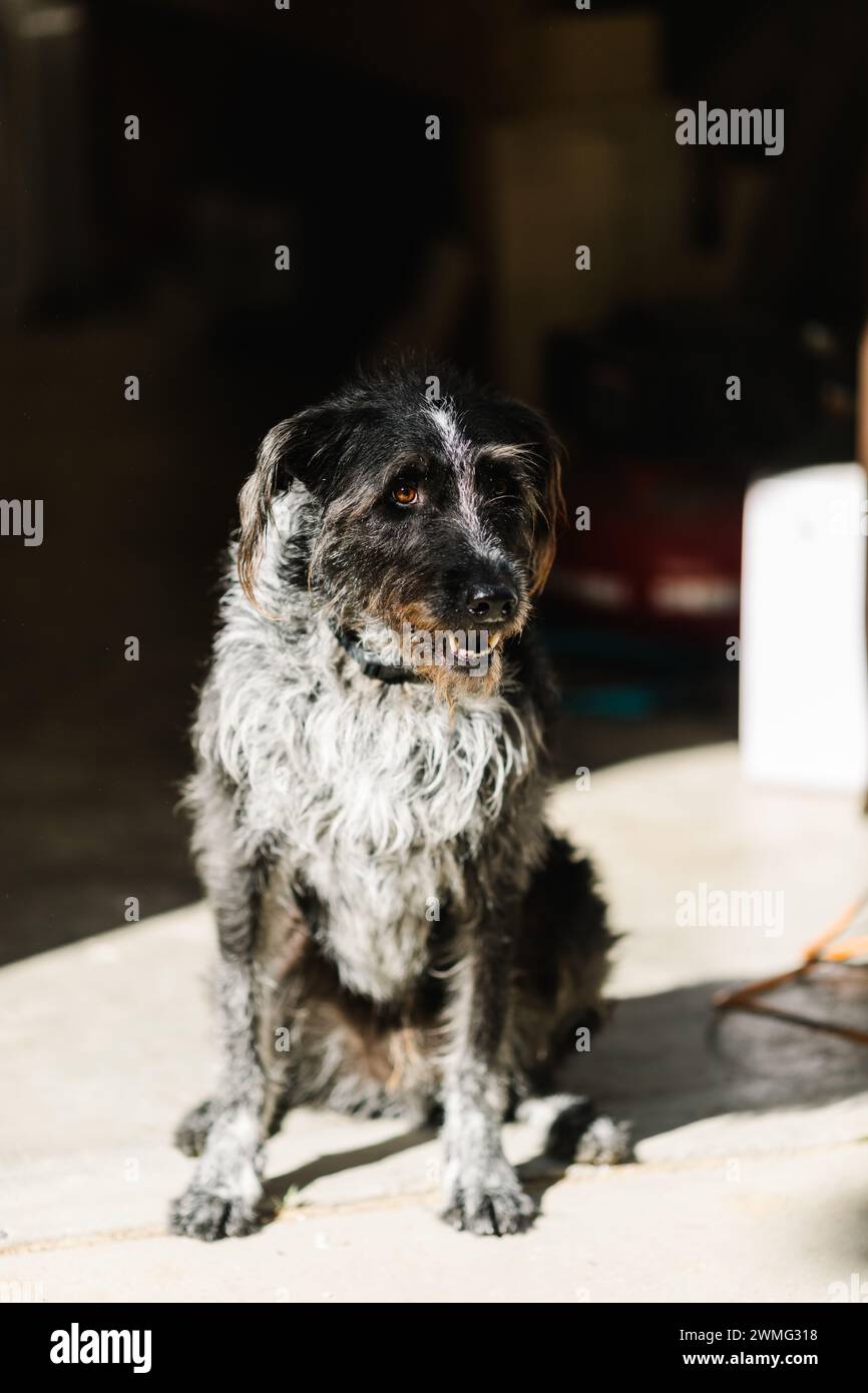 Wolfhound irlandese sereno in un'officina soleggiata Foto Stock