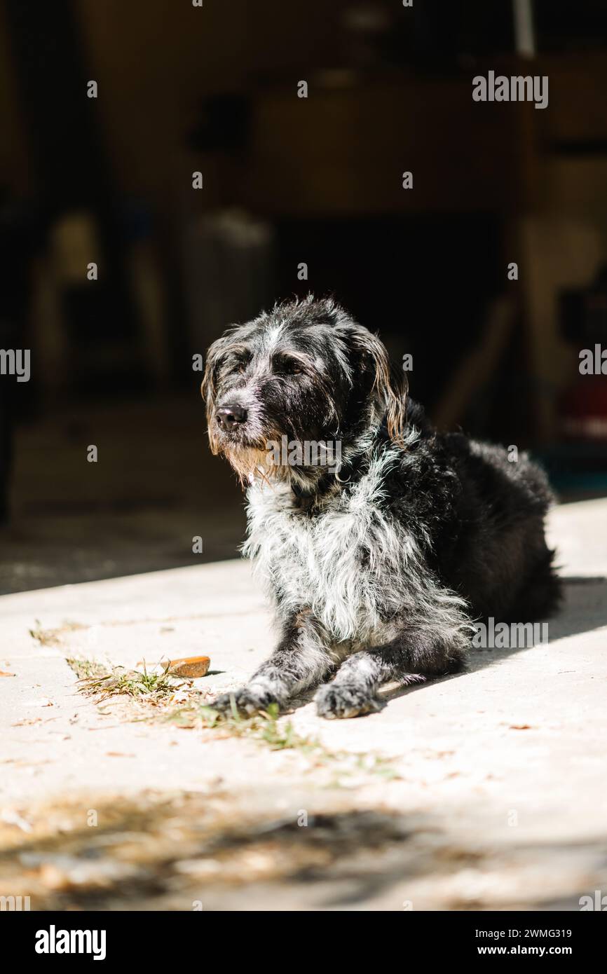 Tranquillo cane riposato all'ombra e con luce naturale Foto Stock