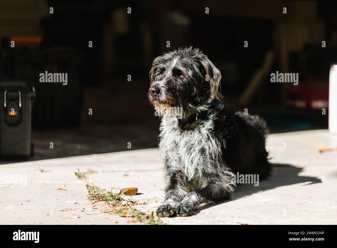 Wolfhound irlandese calmo in officina. Foto Stock