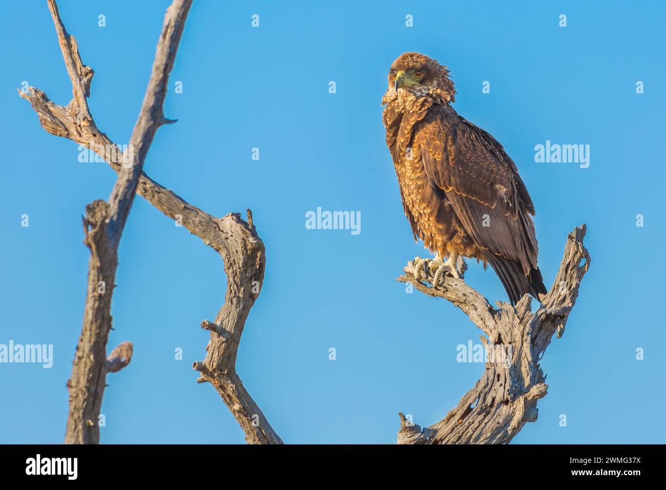 Uccello preda Steppe Buzzard su un albero isolato sullo sfondo blu del cielo nel Parco Nazionale di Kruger, Sud Africa. Specie Buteo Vulpinus. Foto Stock