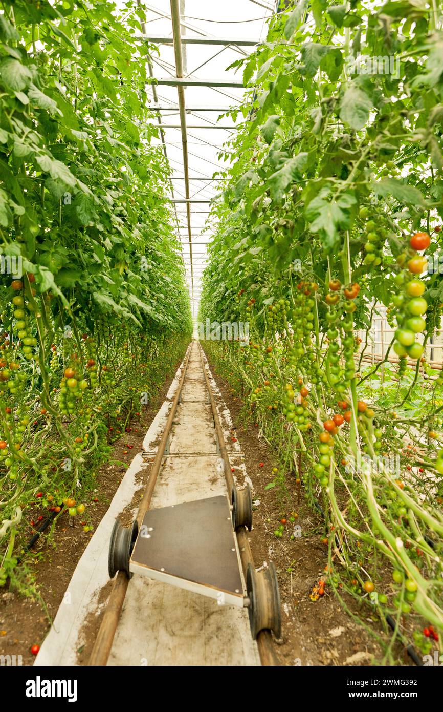 Una pianta di pomodoro che cresce in una serra Foto Stock
