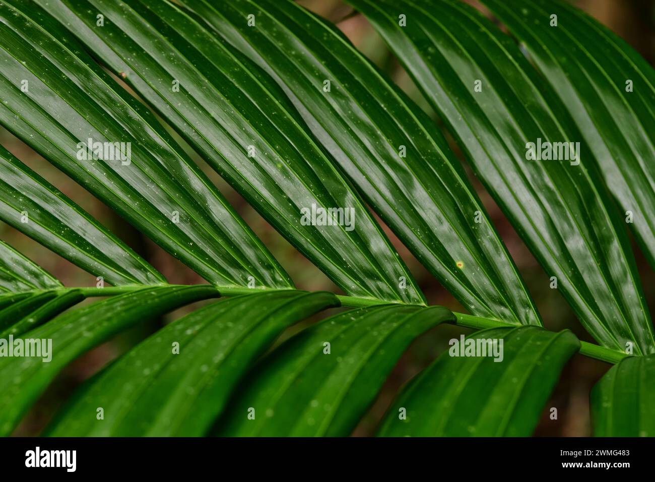 Scatto full frame di una foglia di palmo Foto Stock