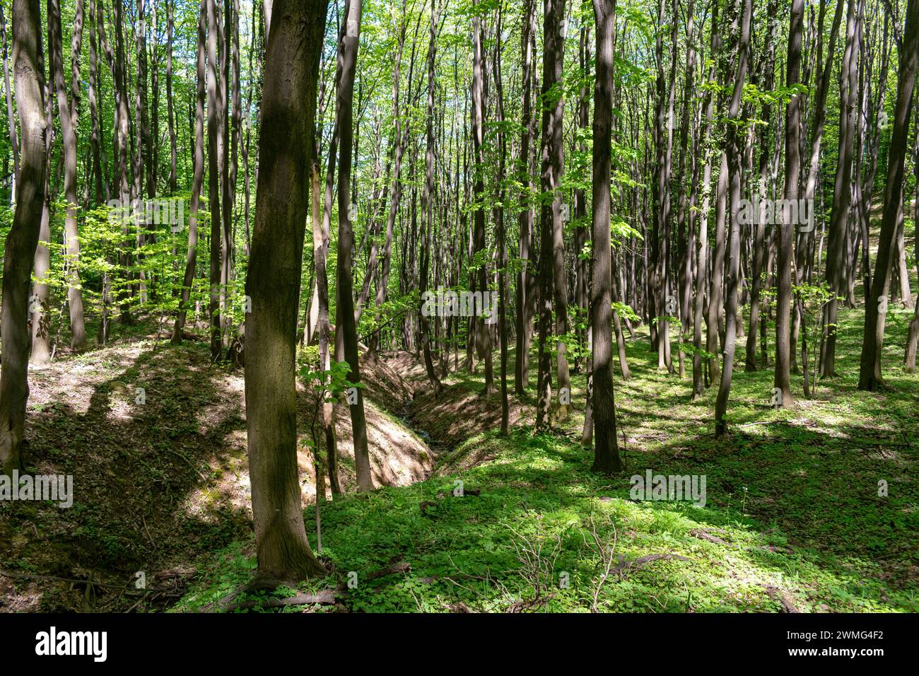 Alberi nel Parco Nazionale Fruska Gora in Serbia, primavera Foto Stock