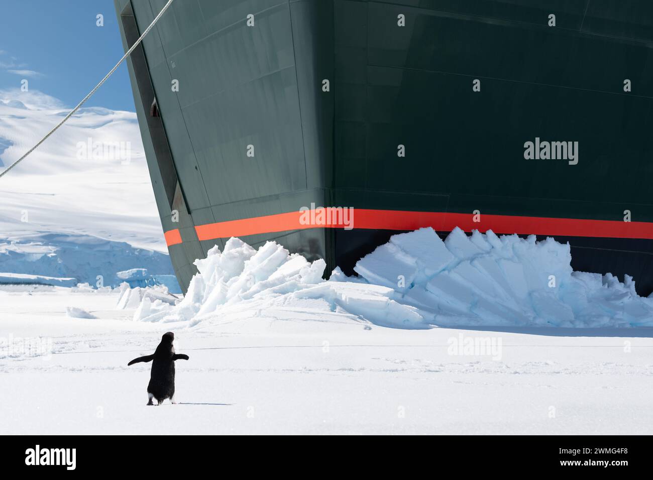 Curioso pinguino in piedi di fronte alla prua della nave da crociera in Antartide. Foto Stock