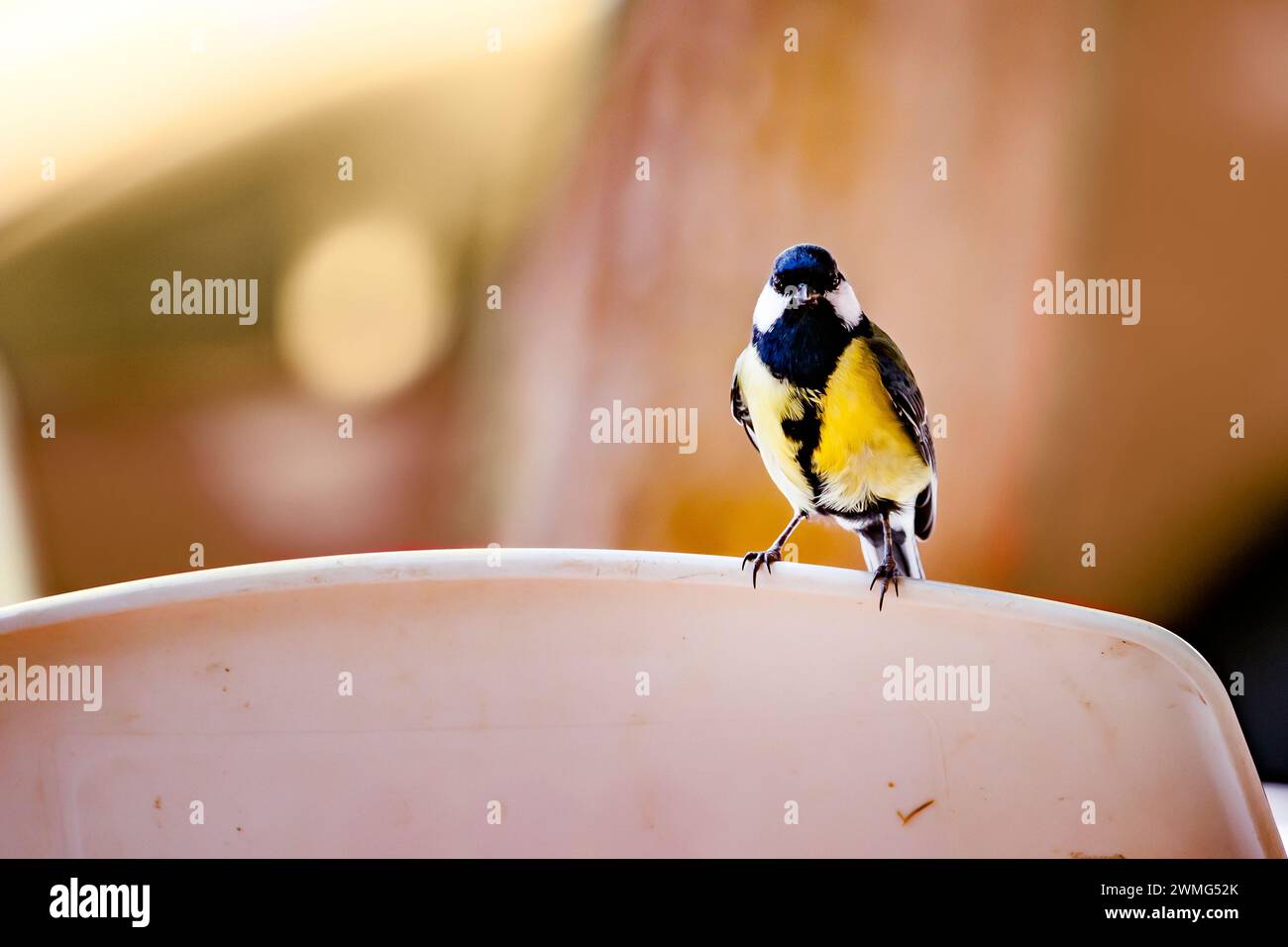 Parus Major appollaiato su una sedia di plastica Foto Stock