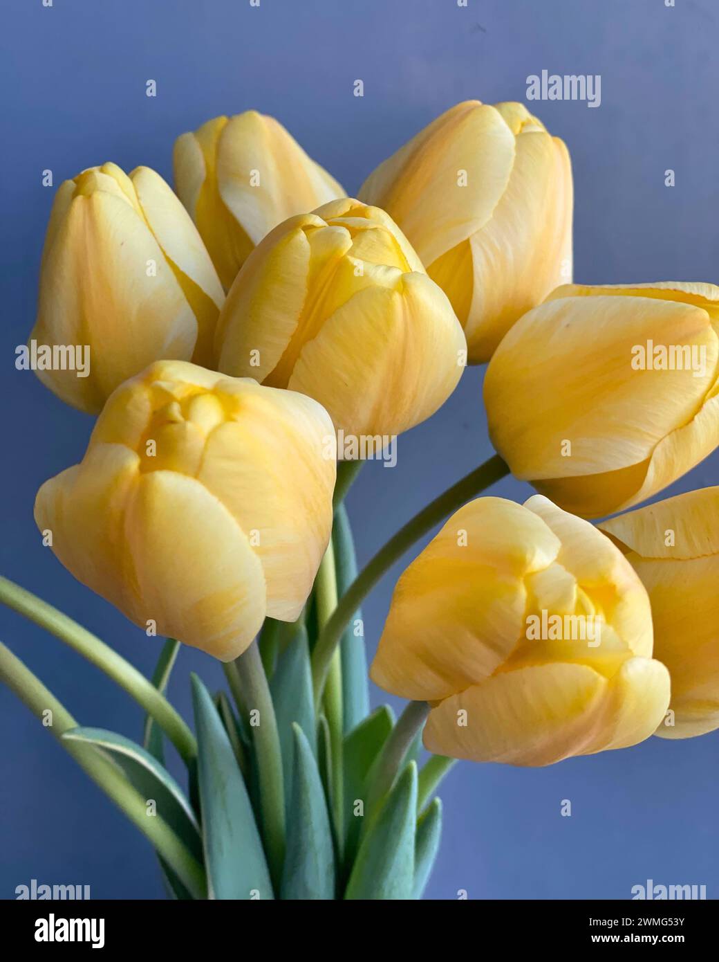 Grandi tulipani gialli fioriscono di fronte a uno sfondo blu semplice Foto Stock