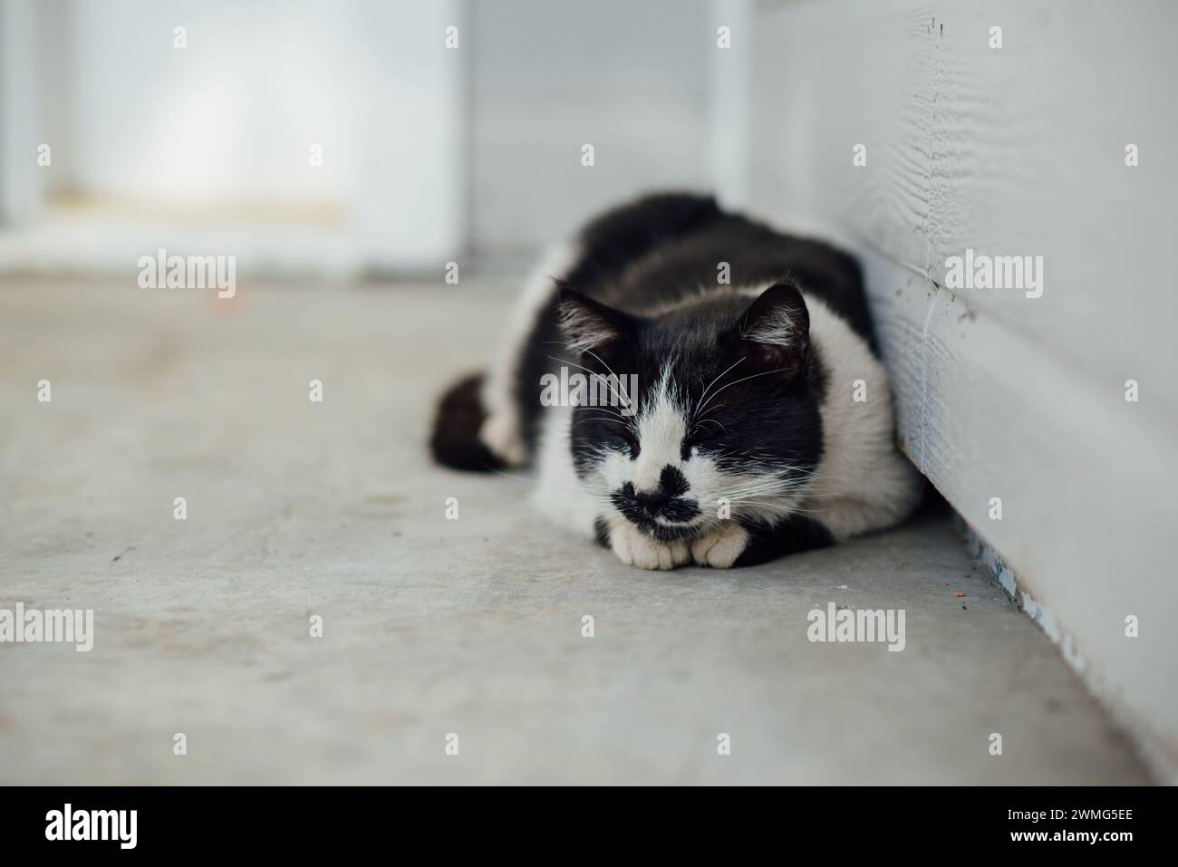 Primo piano di gatto felice che giace e dorme sul portico anteriore all'esterno Foto Stock
