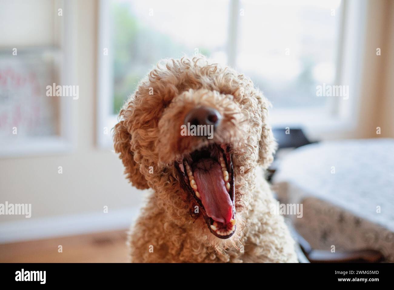 Cane doodle dorato che sorride enorme Foto Stock