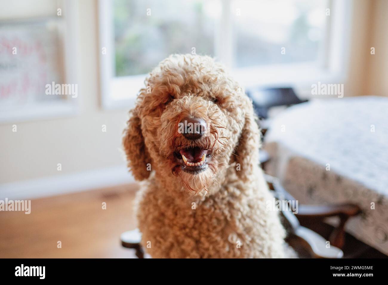 Golden Doodle Dog, dove sono i tuoi occhi? Foto Stock