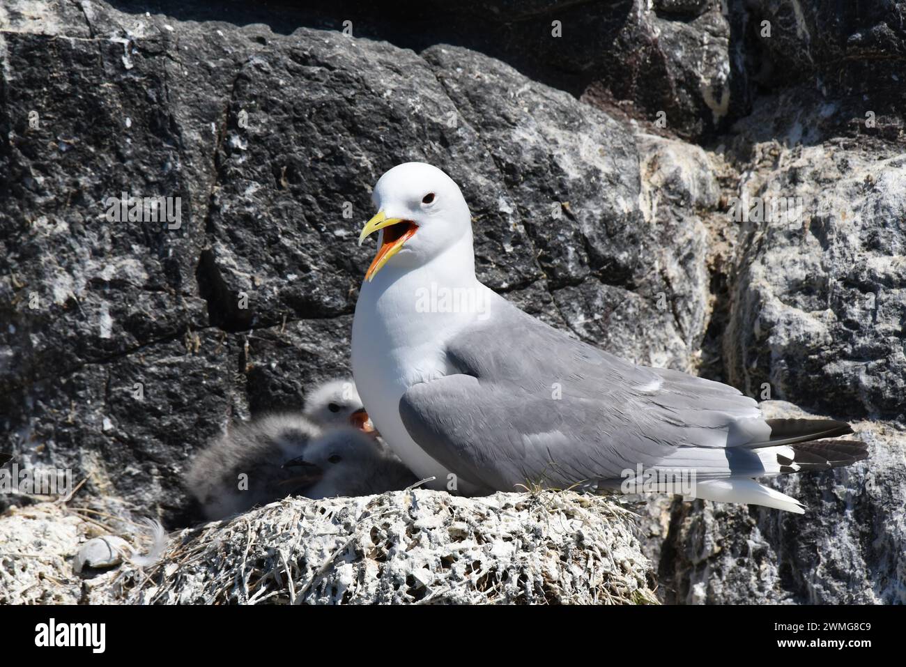 I kittiwakes dalle zampe nere (Rissa tridactyla) tradizionalmente preferiscono nidificare su scogliere e crinali naturali Foto Stock