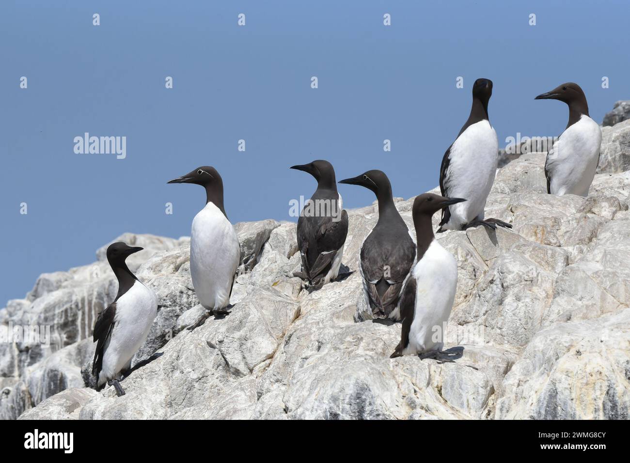 Gruppo di murro comune o ghigliotto comune (Uria aalge) sulla cima di una scogliera Foto Stock