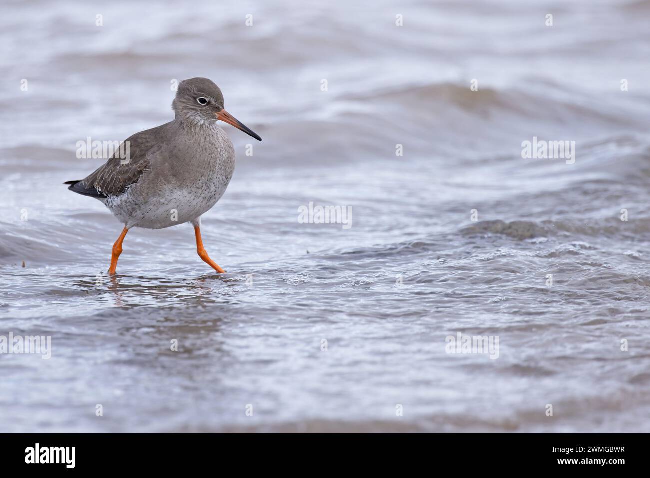 Redshank (Tringa totanus) piumaggio invernale Norfolk gennaio 2024 Foto Stock