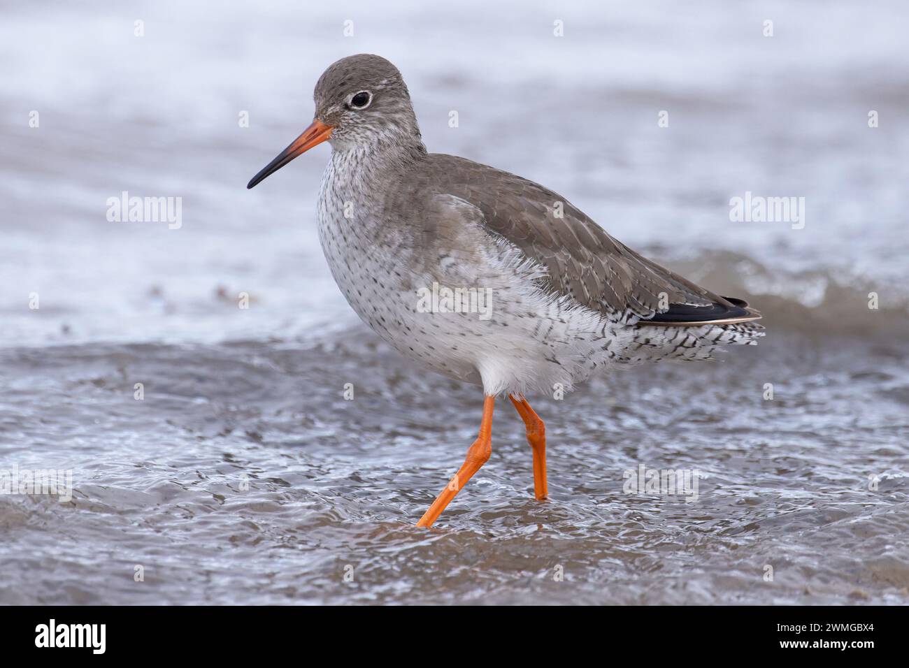 Redshank (Tringa totanus) piumaggio invernale Norfolk gennaio 2024 Foto Stock