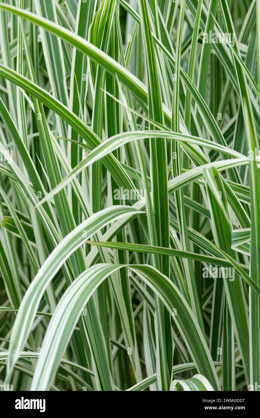 Miscanthus Sinensis Variegatus, erba d'argento giapponese variegata, erba variegata bianca e verde Foto Stock