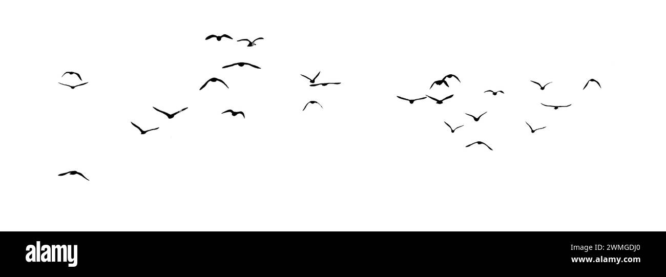 sagoma del gregge di uccelli isolata su sfondo trasparente Foto Stock