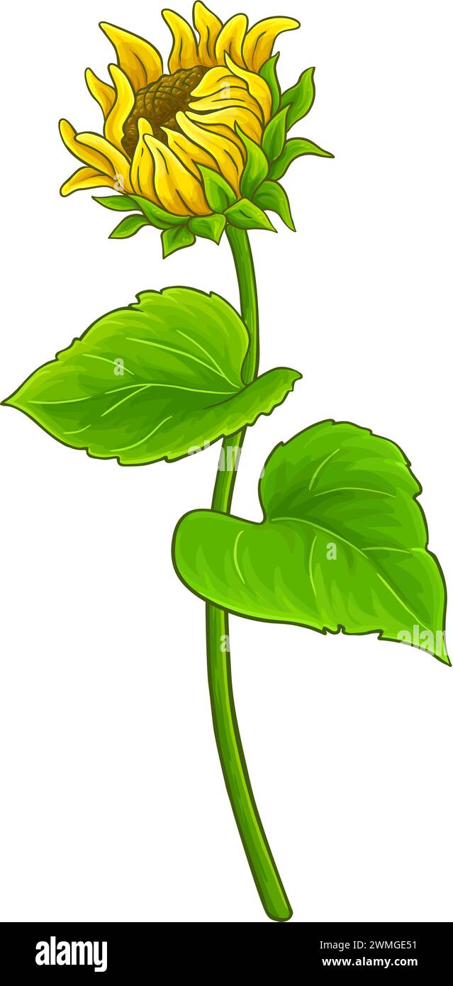 Pianta di girasole con illustrazione colorata di fiori Illustrazione Vettoriale