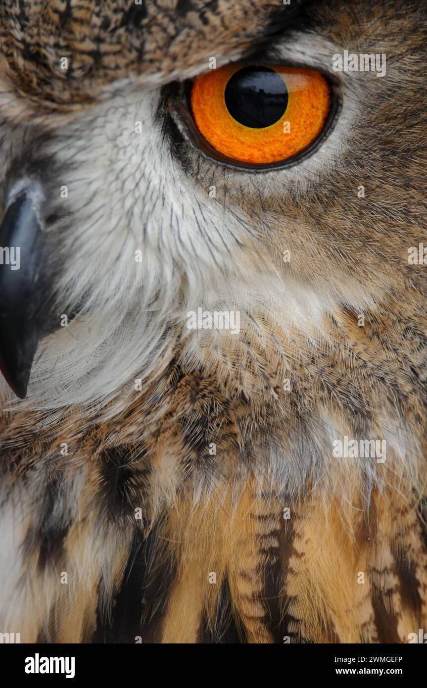 Ritratto ravvicinato del gufo eurasiatico all'evento educativo Foto Stock