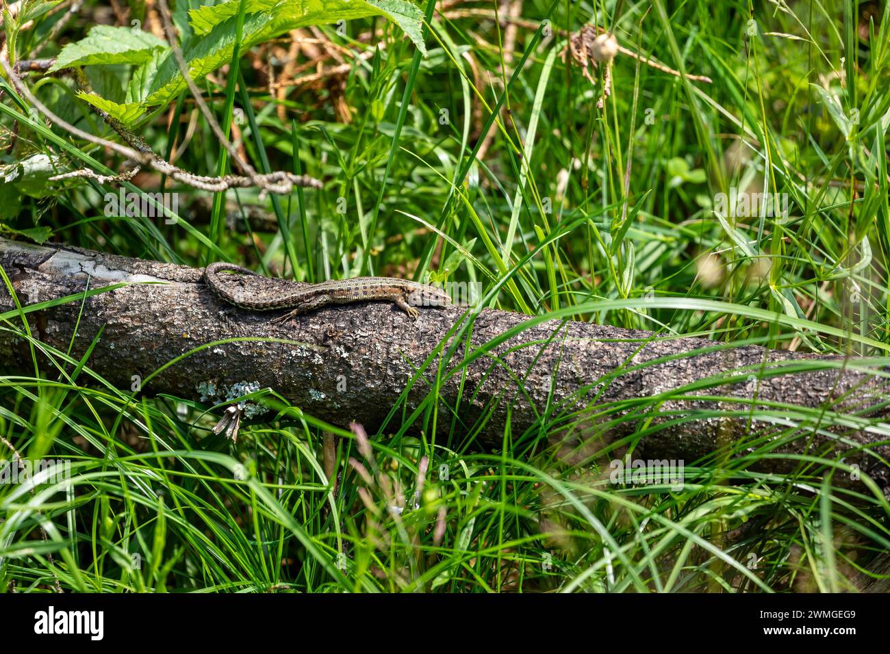 Una lucertola comune sta prendendo il sole Foto Stock