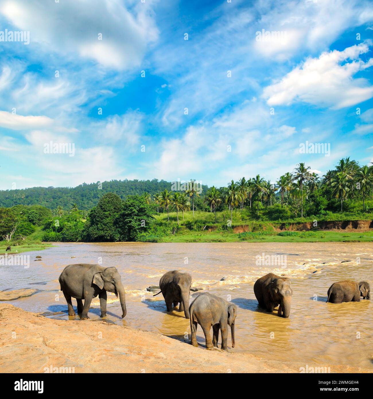 Branco di elefanti la balneazione nel fiume nella giungla di Sri Lanka. Foto Stock