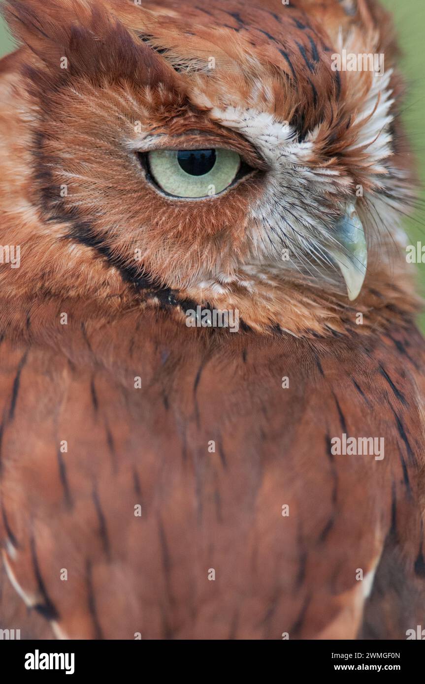 Primo piano del ritratto del gufo di Screech orientale con la testa girata Foto Stock