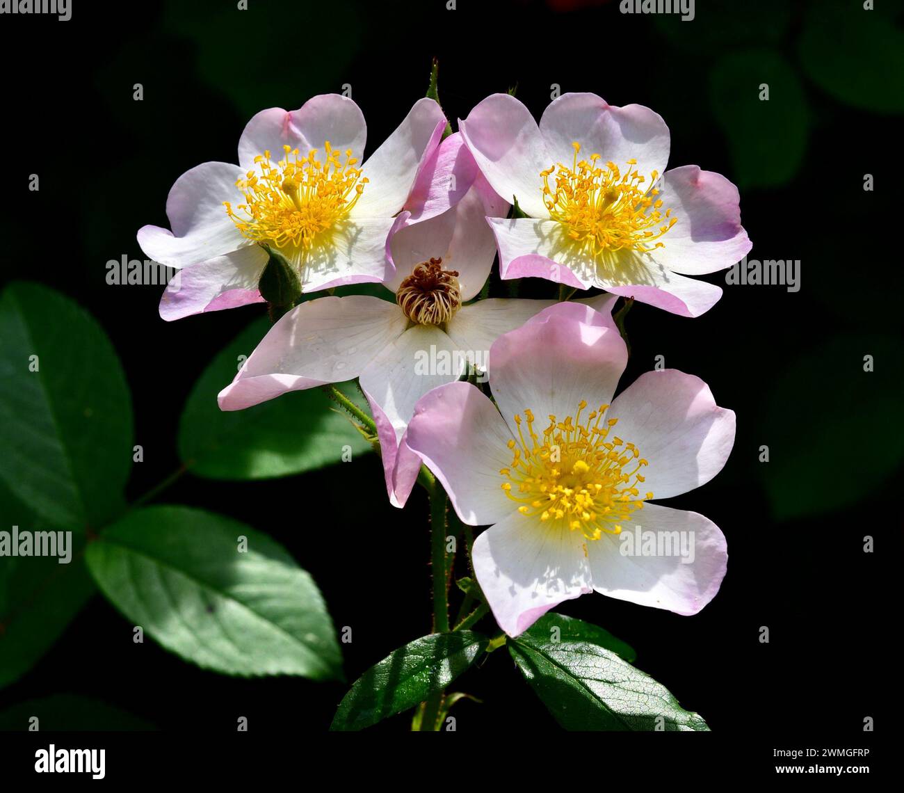 Una rosa di arbusti "Lyda Rose" su sfondo scuro Foto Stock