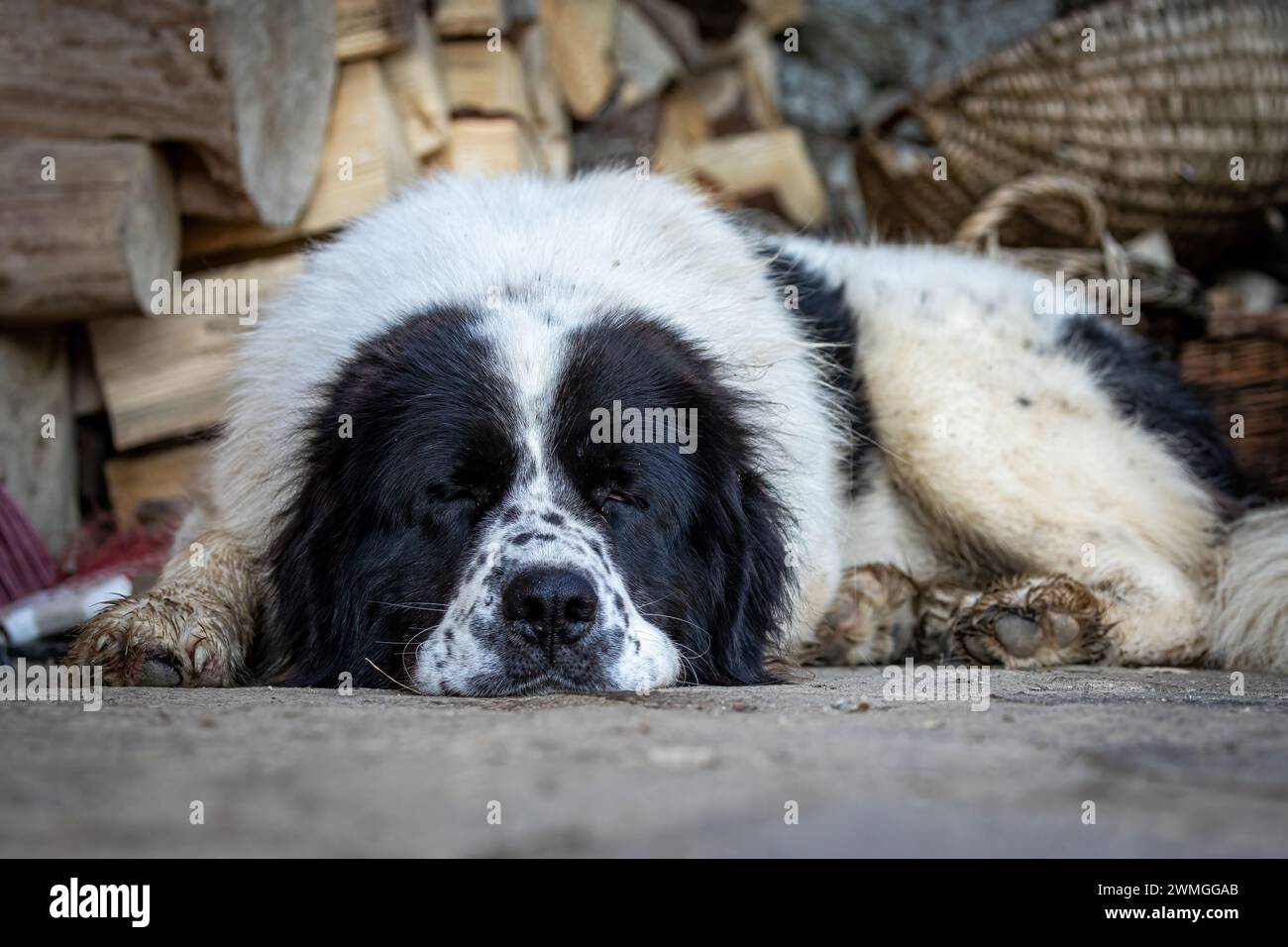 Un cane da pastore Bukowina Foto Stock