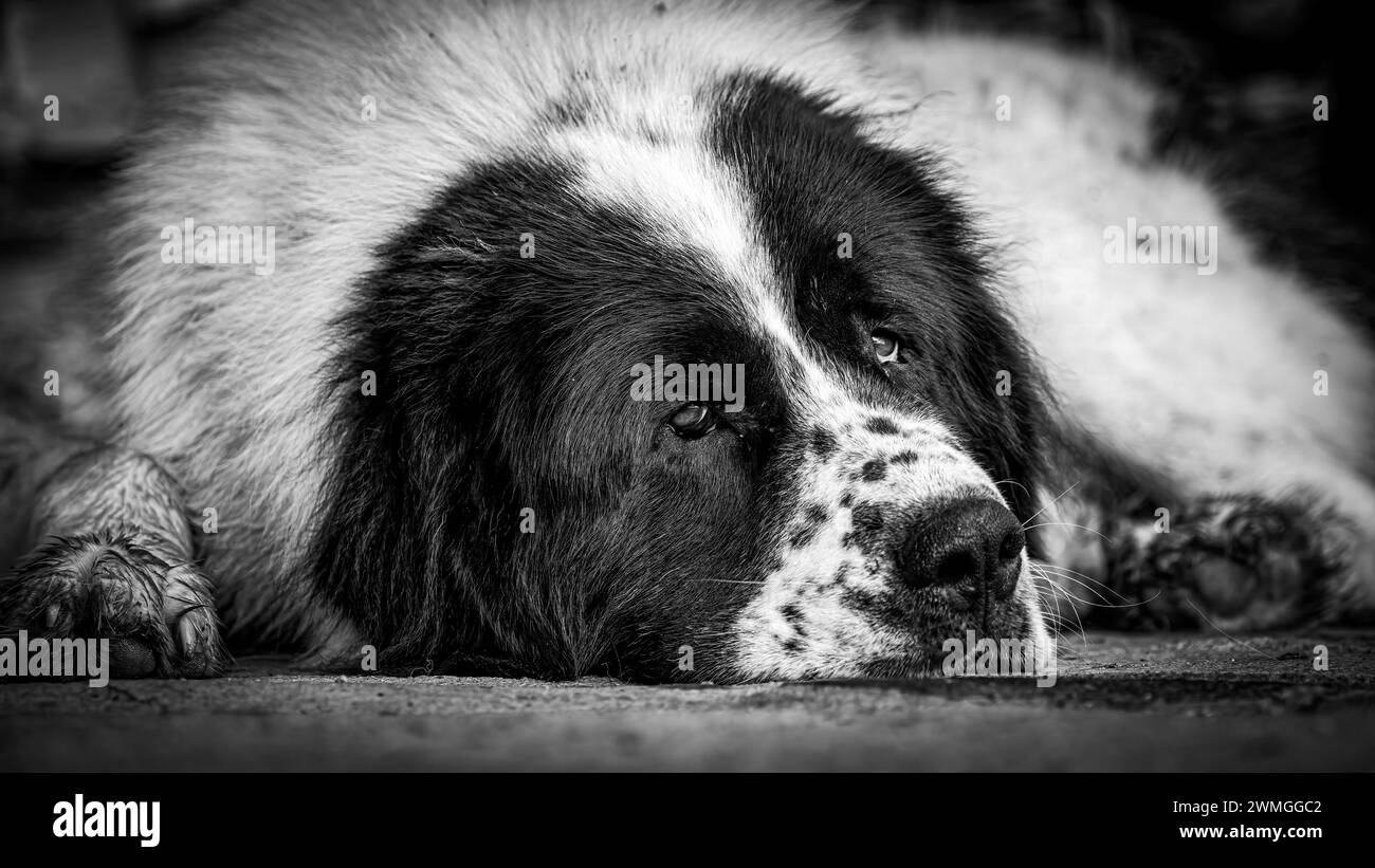 Un cane da pastore Bukowina Foto Stock