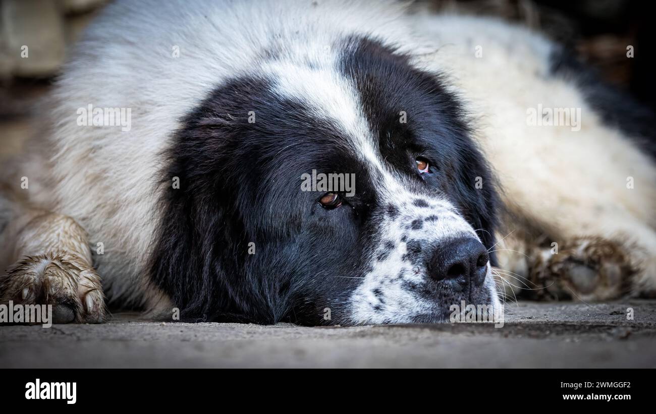 Un cane da pastore Bukowina Foto Stock