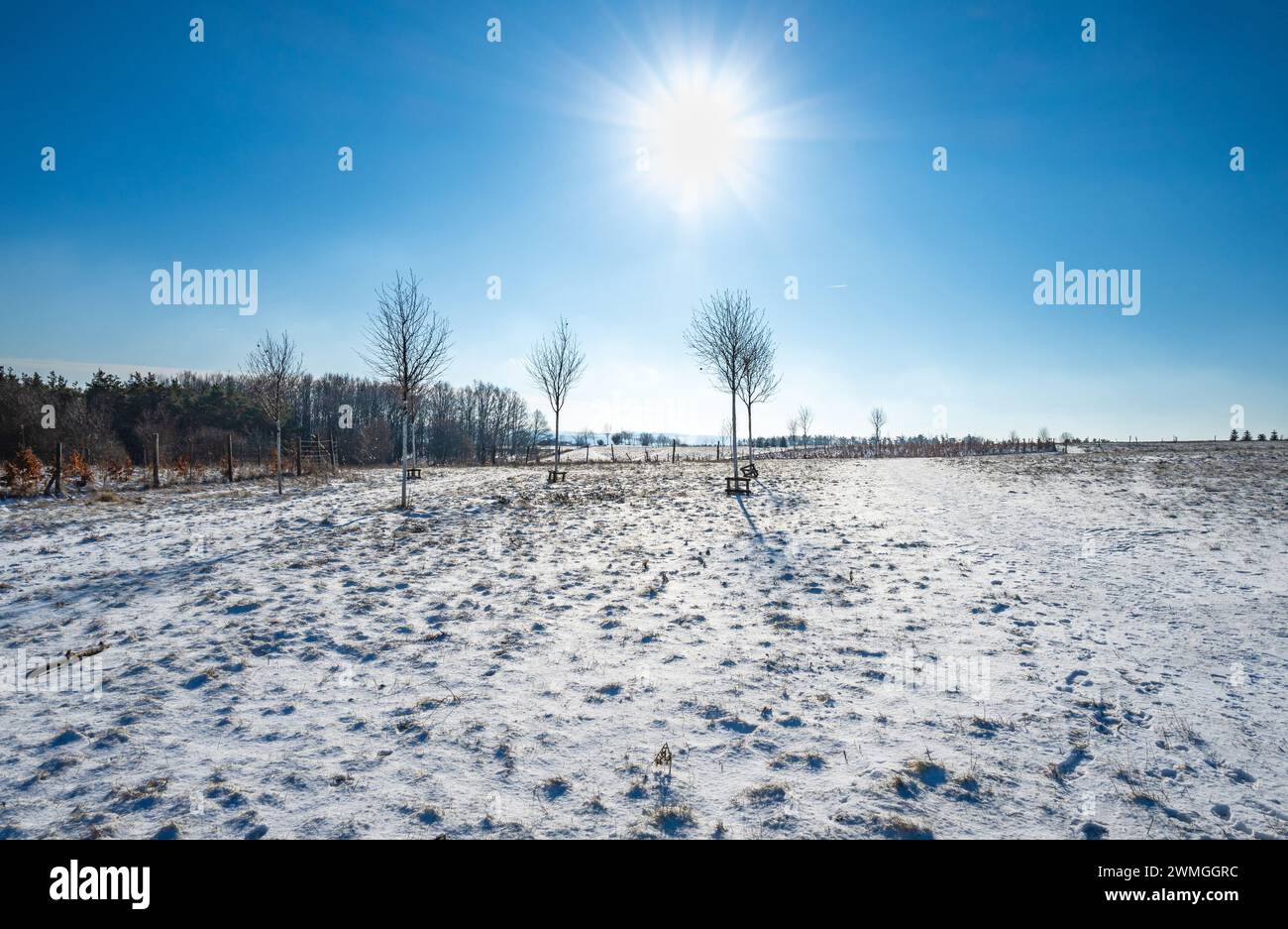 Giovane albero deciduo piantato su prati innevati, raggio di sole sul cielo blu, foresta sullo sfondo in soleggiate giornate invernali. Foto Stock