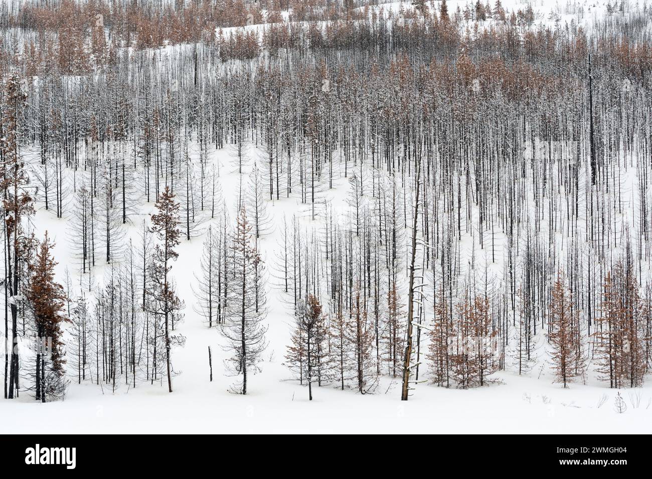 Foresta di morti, alberi, boschi in inverno, quasi monocromatico, strutture di Grand Teton National Park, Wyoming negli Stati Uniti. Foto Stock