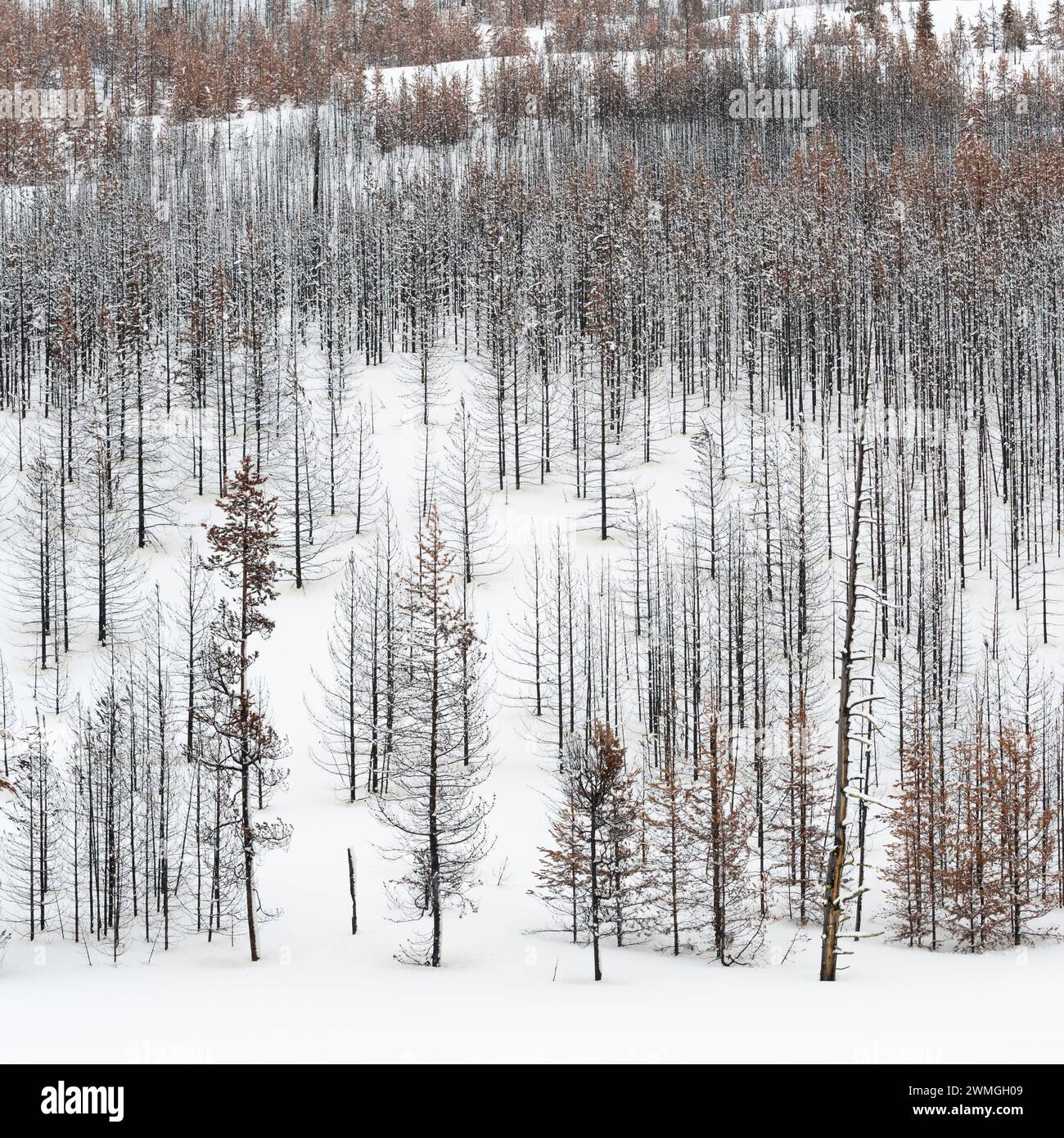 Foresta di morti, alberi, boschi in inverno, quasi monocromatico, strutture di Grand Teton National Park, Wyoming negli Stati Uniti. Foto Stock