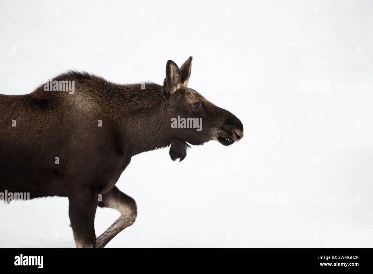 Alce ( Alces alces ), toro giovane, camminando attraverso la neve, primo piano dettagliato, colpo di testa, Grand Teton NP, Stati Uniti. Foto Stock