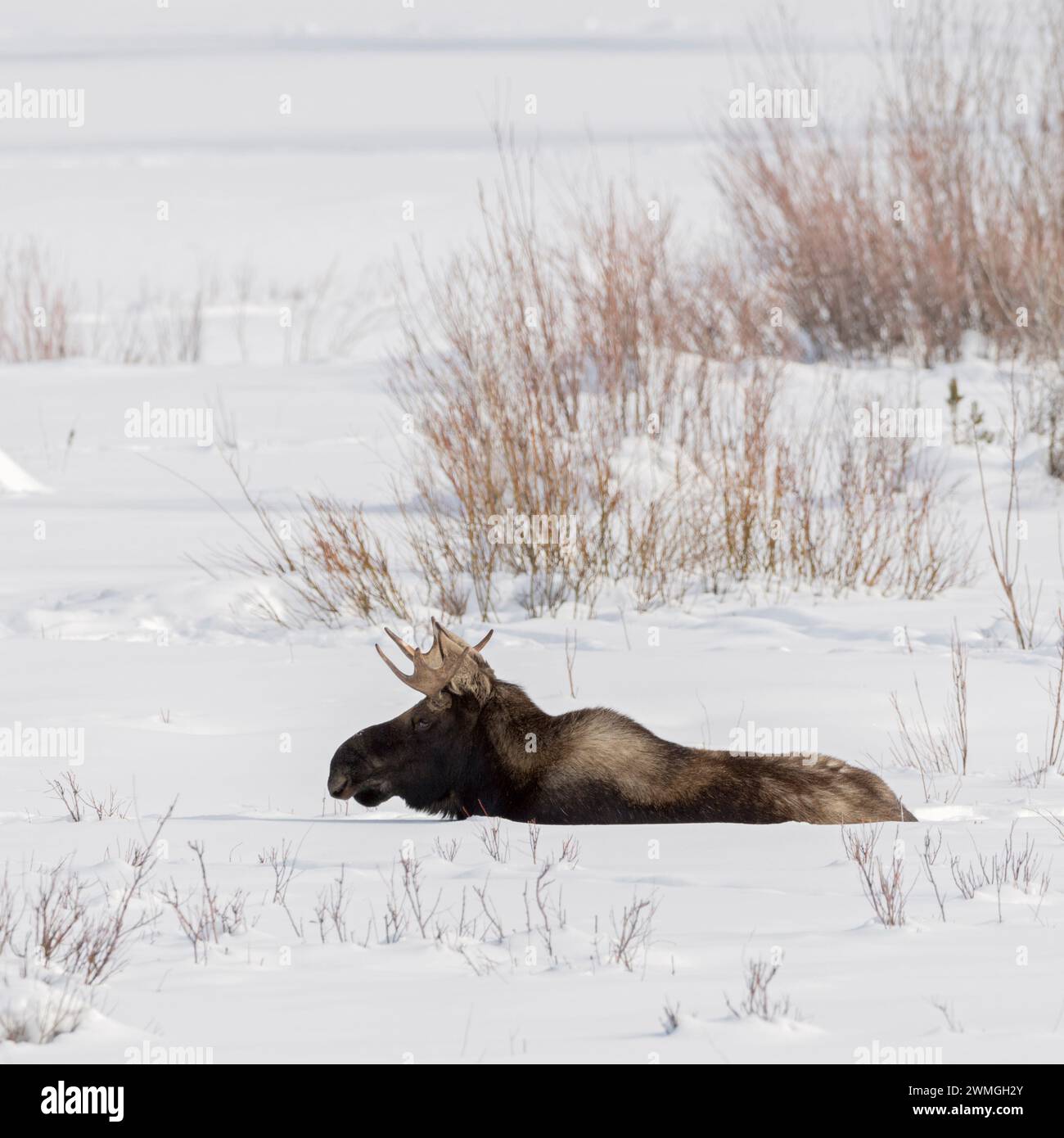 Alce ( Alces alces ), toro giovane, riposante, sdraiato, ruminante nella neve, inverno, Yellowstone NP, Stati Uniti. Foto Stock