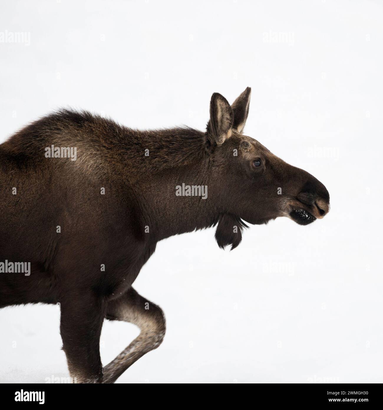 Alce ( Alces alces ), toro giovane, camminando attraverso la neve, primo piano dettagliato, colpo di testa, Grand Teton NP, Stati Uniti. Foto Stock