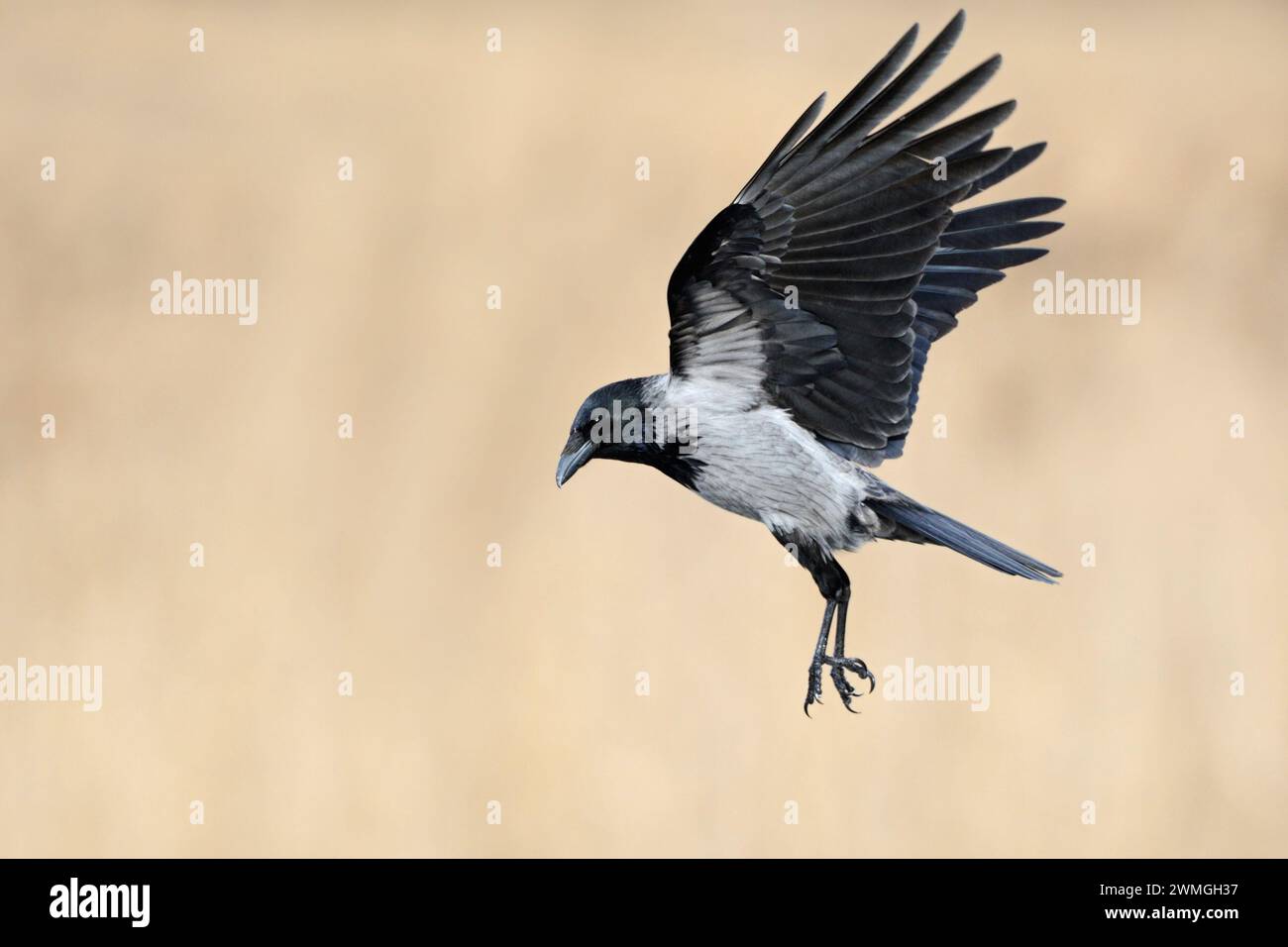 Hoodiecrow ( Corvus cornix ) in volo con ampie ali aperte di fronte ad un bellissimo sfondo pulito color canna, uccello nativo, selvaggio, Europa. Foto Stock