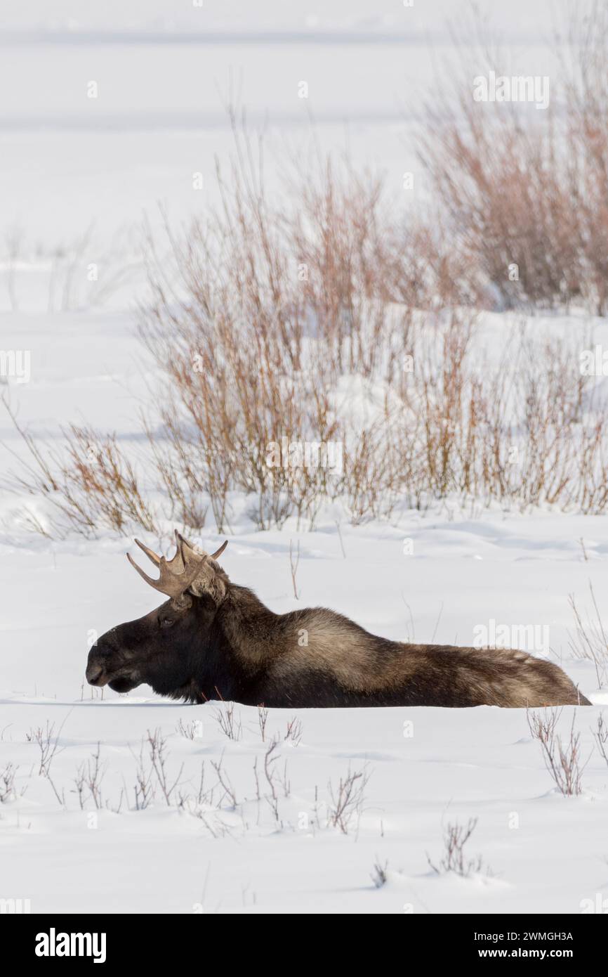 Alce ( Alces alces ), toro giovane, riposante, sdraiato, ruminante nella neve, inverno, Yellowstone NP, Stati Uniti. Foto Stock