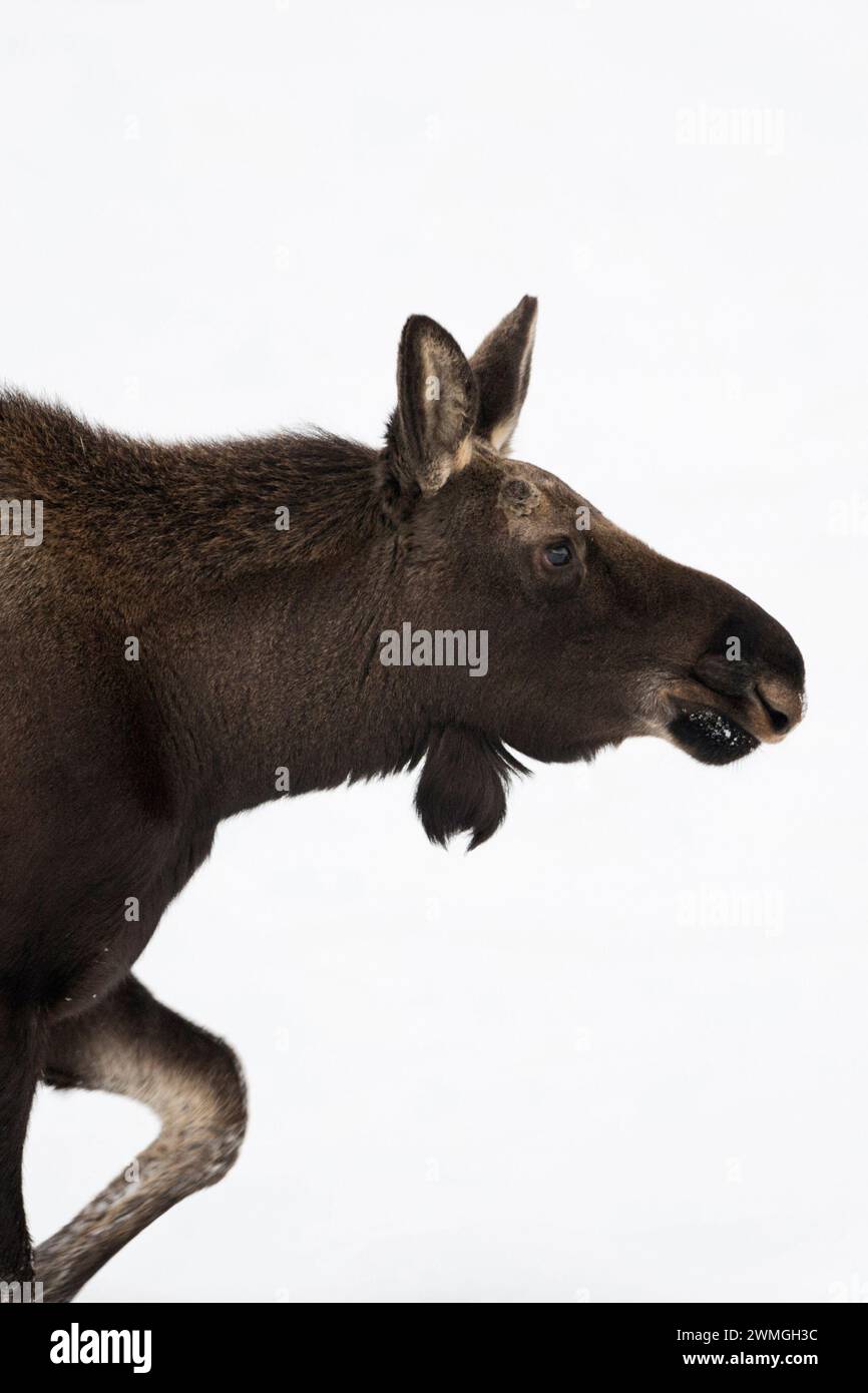 Alce ( Alces alces ), toro giovane, camminando attraverso la neve, primo piano dettagliato, colpo di testa, Grand Teton NP, Stati Uniti. Foto Stock