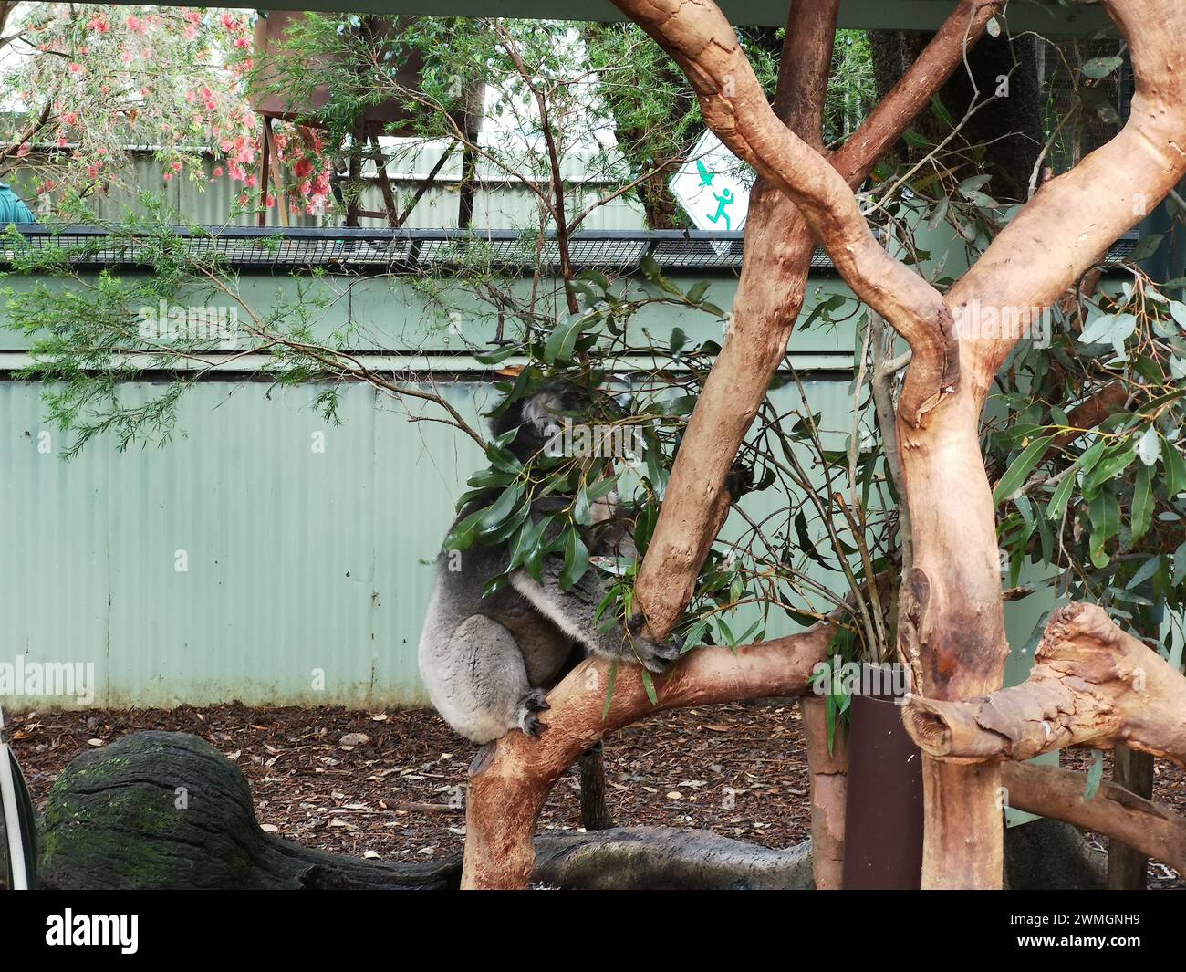 Un koala seduto su un ramo d'albero nel Featherdale Sydney Wildlife Park, Sydney, Australia Foto Stock