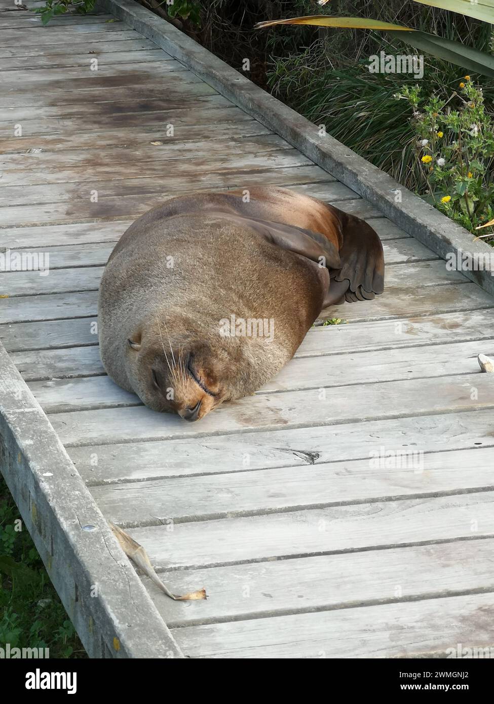 Un leone marino che nuota pacificamente ai margini di un molo di legno in nuova Zelanda Foto Stock