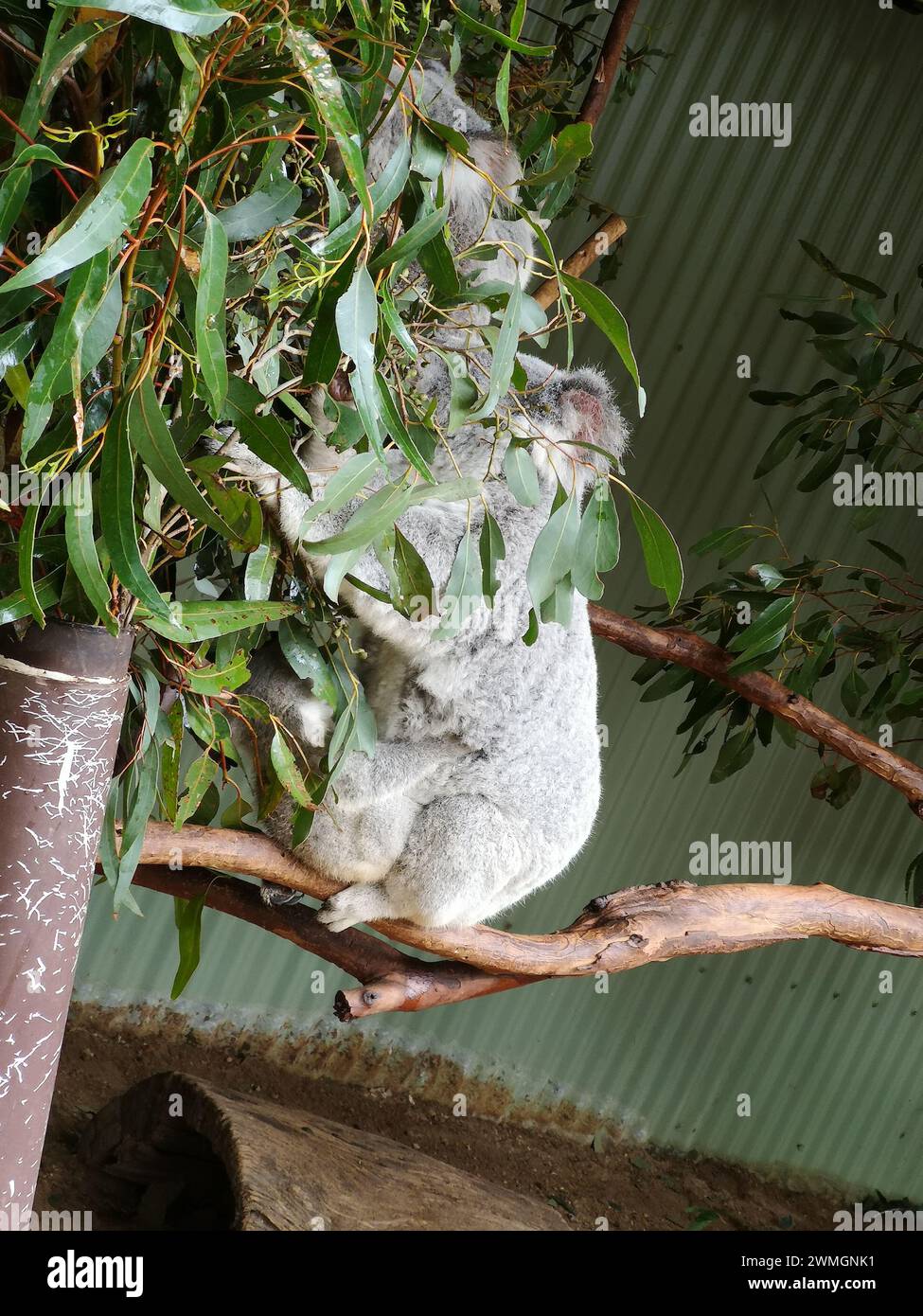 Un koala che sgranocchiava foglie verdi fresche in un albero a Sydney, Australia, nel Featherdale Sydney Wildlife Park Foto Stock