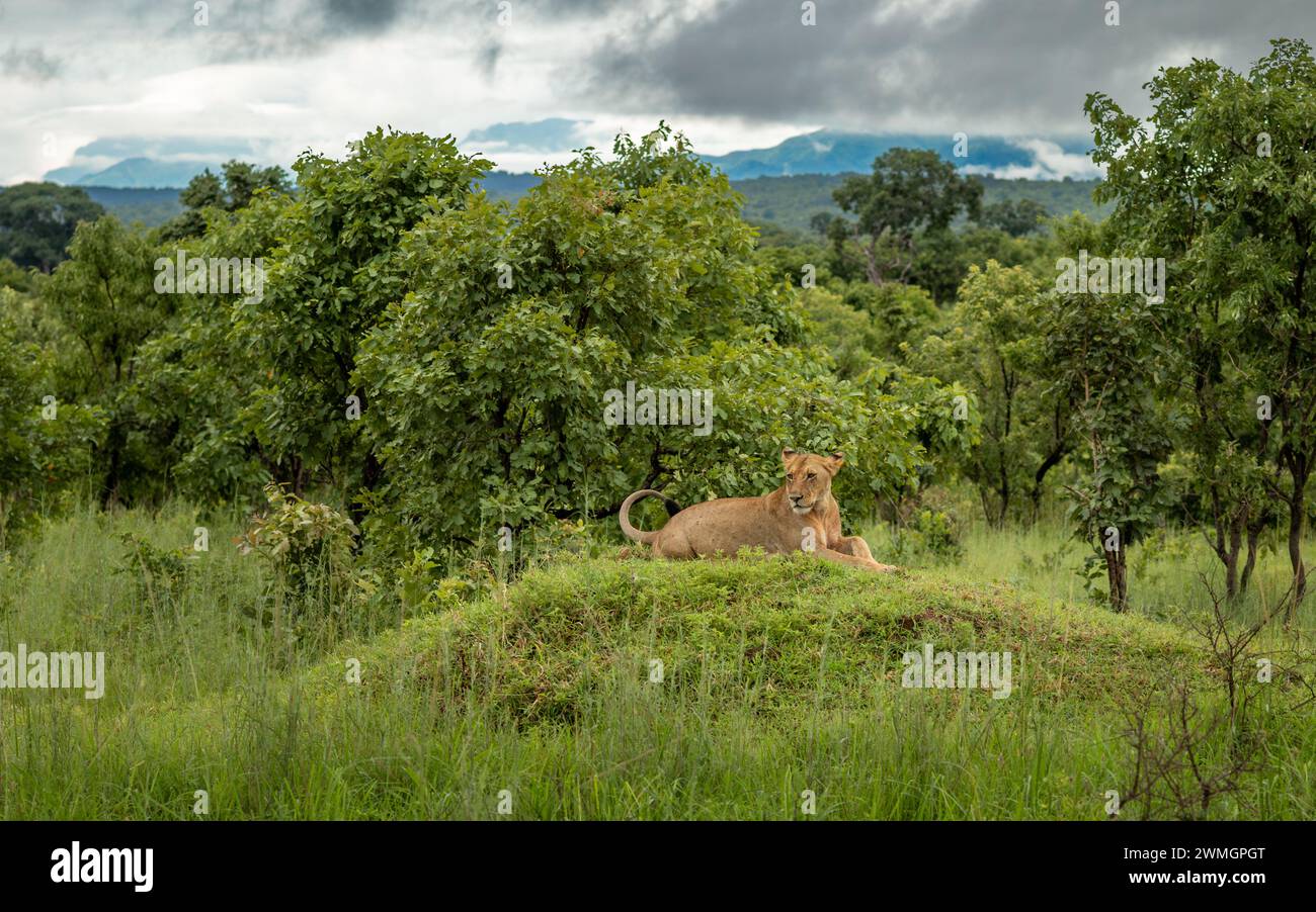 Una leonessa (Panthera leo) riposa su un tumulo erboso all'interno del Parco Nazionale di Mikumi, nel sud della Tanzania. Foto Stock