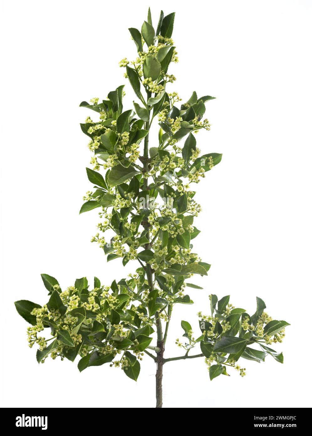 Euonymus carnosus, chiamato spindletree fiorite carnoso, pianta, ripresa in studio, isolata su sfondo bianco Foto Stock