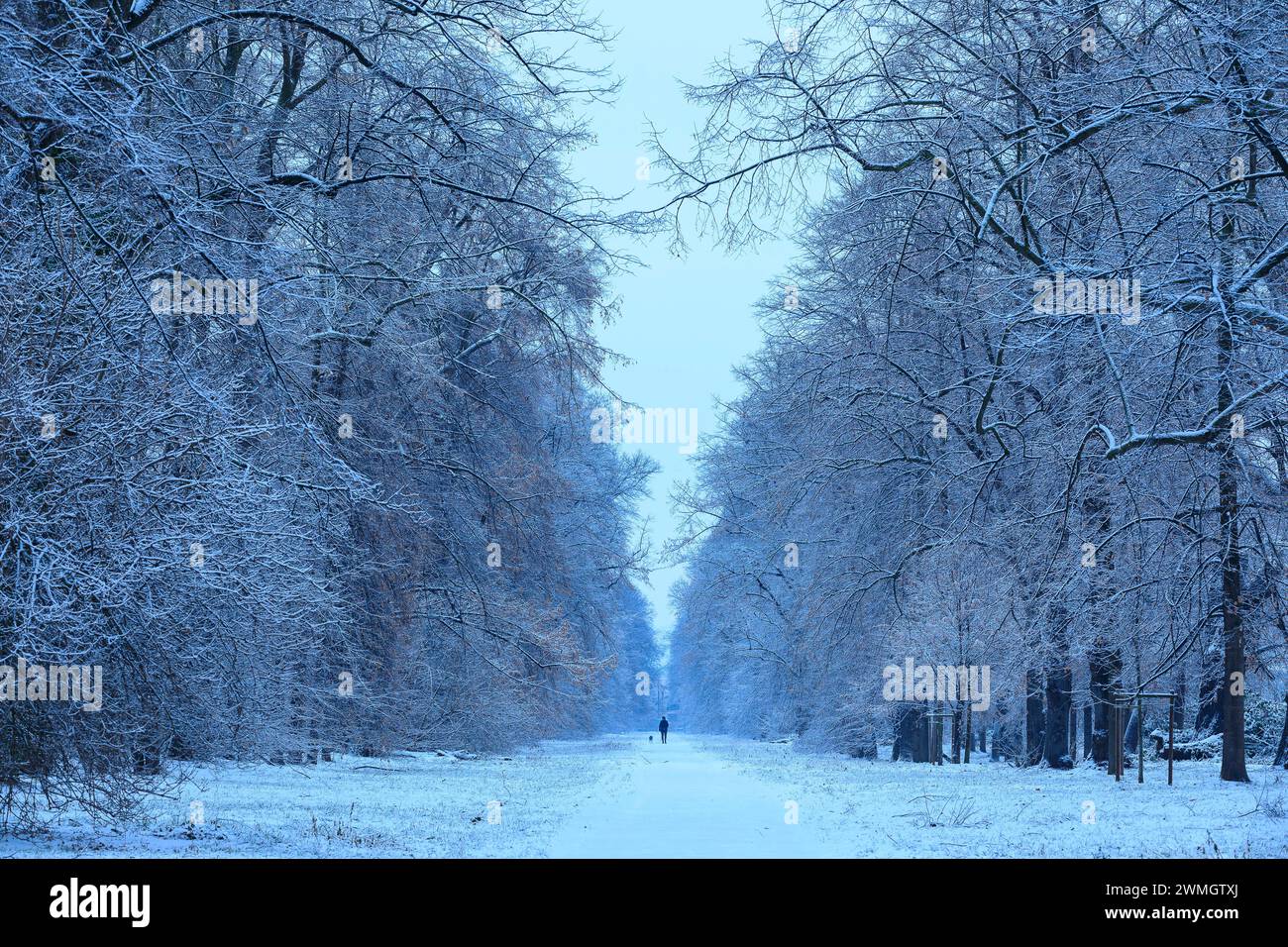 Naturdenkmal Pieschener Allee im Schnee, vierreihige Lindenallee Tilia im Ostragehege bei Dämmerung, Dresda, Sachsen, Deutschland *** monumen naturale Foto Stock